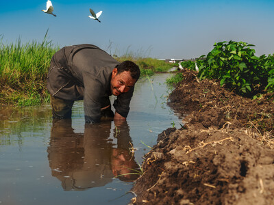Farmer in his field, Kafr El-Sheikh, Egypt. Photo: Ahmed El Sheemy/ICARDA 