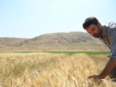 Dr. Miguel Sanchez-Garcia examines a barley trial in Tunisia. Photo: Luis Salazar/Crop Trust