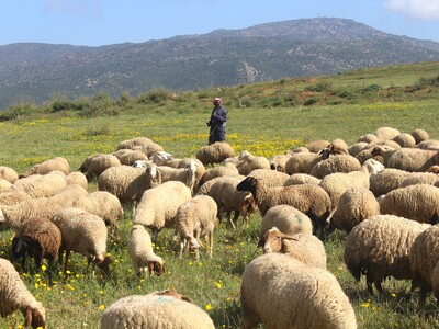Grazing Sheep Flock in Oued Sbaihia - Tunisia
