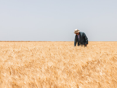 A farmer in a Jawahir Wheat Field in Morocco - Photo: Daoud Smakhou/Crop Trust