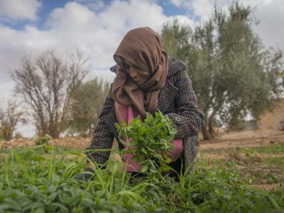 A new discussion paper published by ICARDA and the CGIAR Research Program on Climate Change, Agriculture and Food Security outlines a ‘resilience strategy.’ (Photo credit: CGIAR Dryland Systems) 