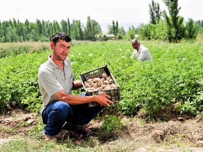 A potato farmer in Tajikistan (Photo: Neil Palmer/IWMI)