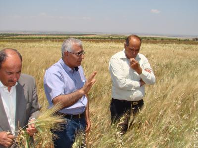 Scientists working with farmers on improved wheat varieties and managing the crop