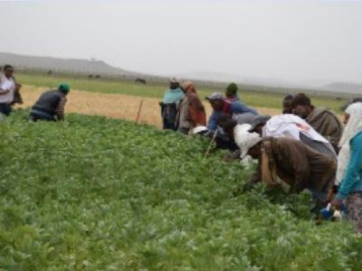 Farmers from Tera and Angolela district evaluating faba bean varieties put to a PVS trial under irrigation at Chacha, Ethiopia, during Belg season, 2015.