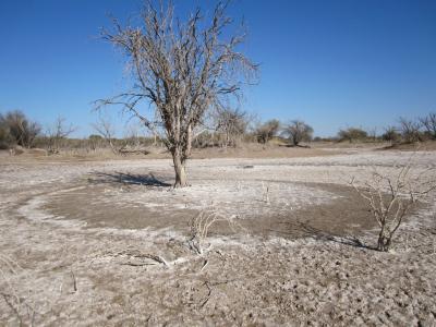 70 percent of Iraq's irrigated area suffers from varying levels of salinity. 