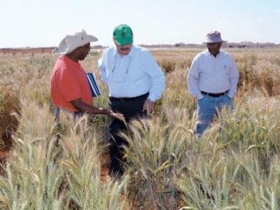 Wheat is a crucial commodity across the world’s dry areas where ICARDA works with national partners to raise productivity and develop new varieties