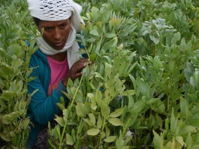 Female farmer with imrpoved faba bean variety of her choice at Chacha, Ethiopia