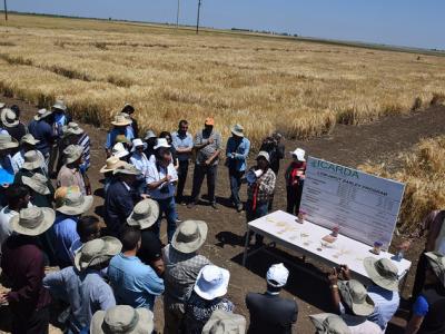 The Marchouch research station near Rabat is host to a model crop improvement program.