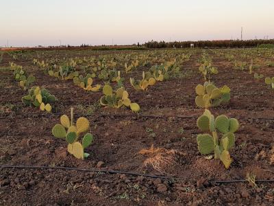 These cactus ecotypes will be used to re-establish cactus plantations ravaged by the pest