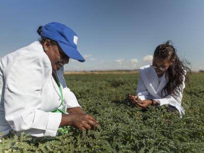 A USAID-supported research partnership with Ethiopia is developing improved crops for Sub-Saharan Africa