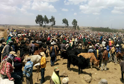 Livestock markets provide income and job opportunities