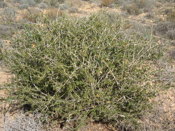 Periploca angustifolia (syn. laevigata): a drought resistant native rangeland species with high feeding value.