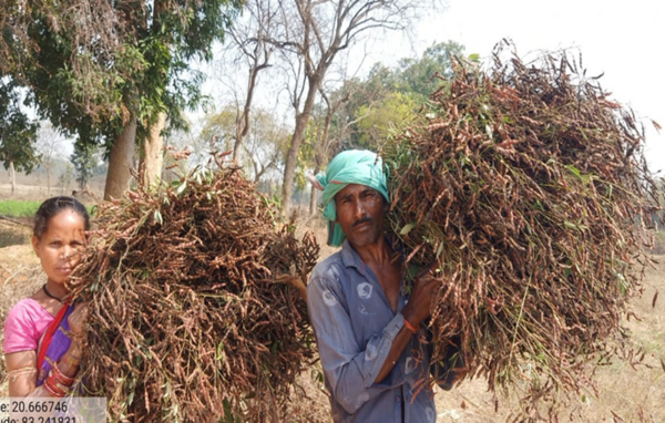 Farmers with pigeon pea