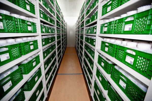 Inside ICARDA's Genebank