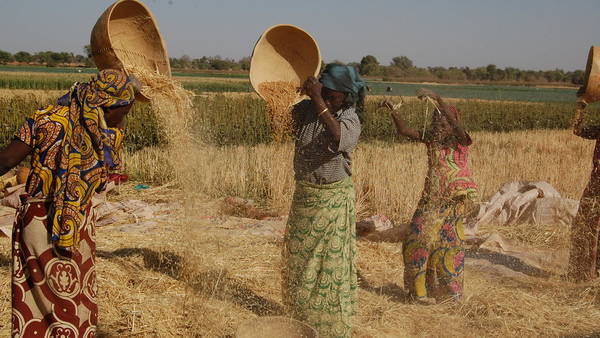 A wheat initiative managed by ICARDA and supported by the African Development Bank and the CGIAR Research program on Wheat has enhanced women’s productivity in Sudan, Nigeria, and Ethiopia