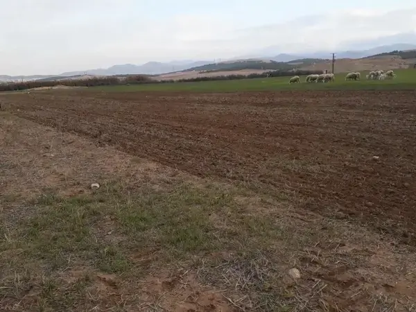 Use of Conservation Agriculture in Crop-Livestock Systems (CLCA) in the Drylands for Enhanced Water Use and Soil Fertility in NEN and LAC Countries - Algeria Film