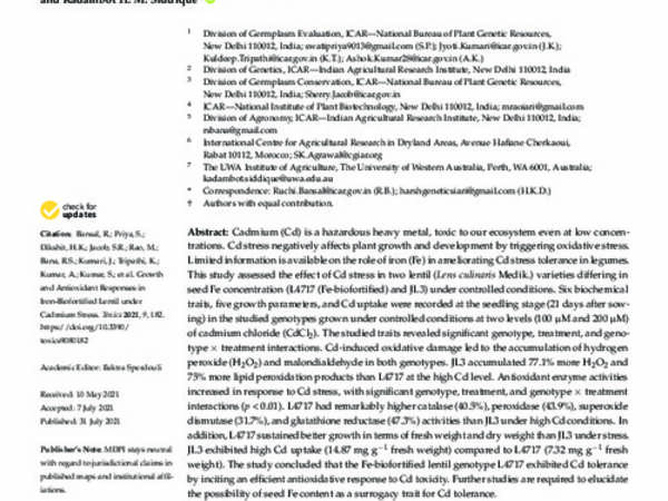 Growth and Antioxidant Responses in Iron-Biofortified Lentil under Cadmium Stress