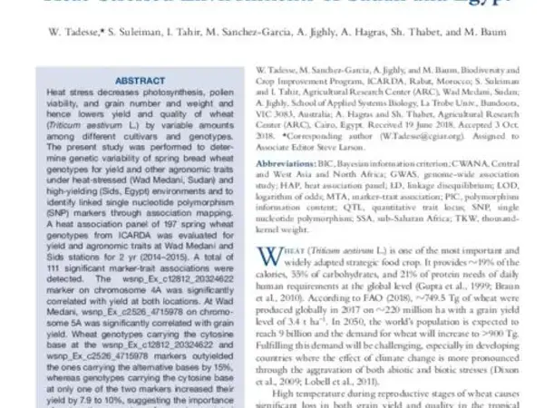 Heat-Tolerant QTLs Associated with Grain Yield and Its Components in Spring Bread Wheat under Heat-Stressed Environments of Sudan and Egypt