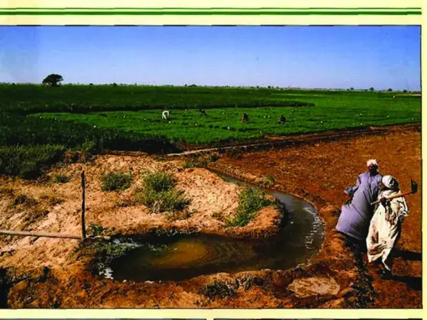 ICARDA Annual Report 1996