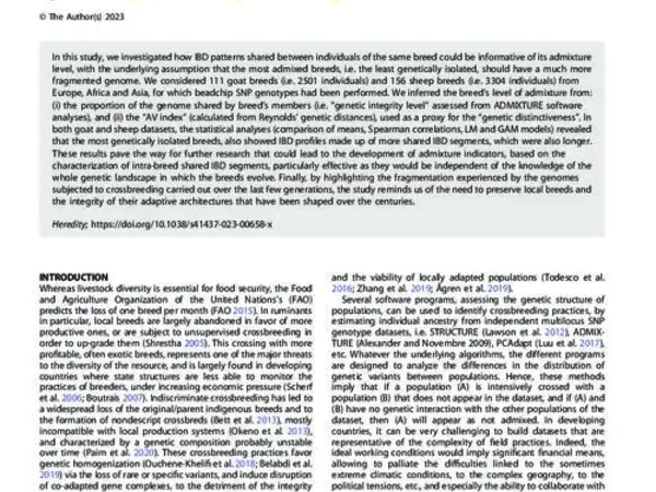 IBD sharing patterns as intra-breed admixture indicators in small ruminants