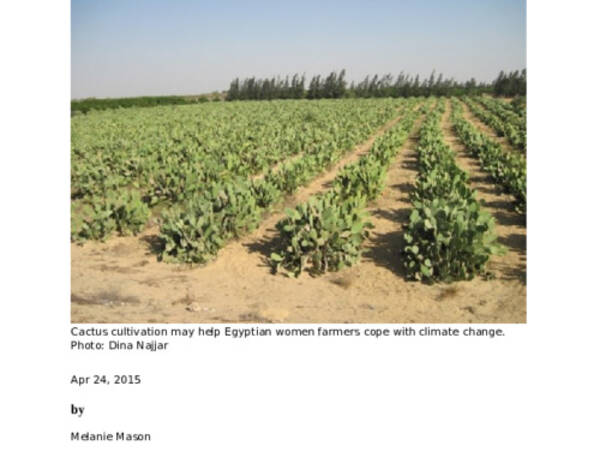 Cactus cultivation as adaptation method for women in Egypt