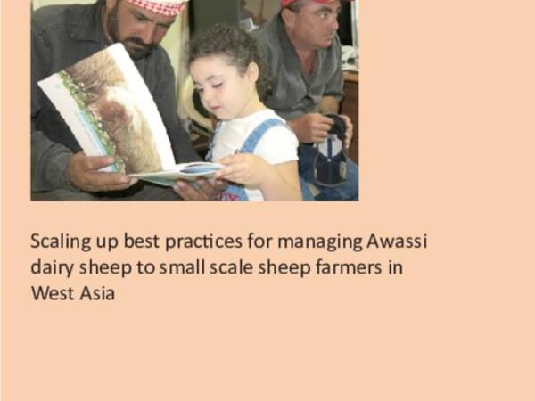 Scaling up best practices for managing Awassi dairy sheep to small scale sheep farmers in West Asia