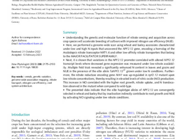 Convergently selected NPF2.12 coordinates root growth andnitrogen use efficiency in wheat and barley