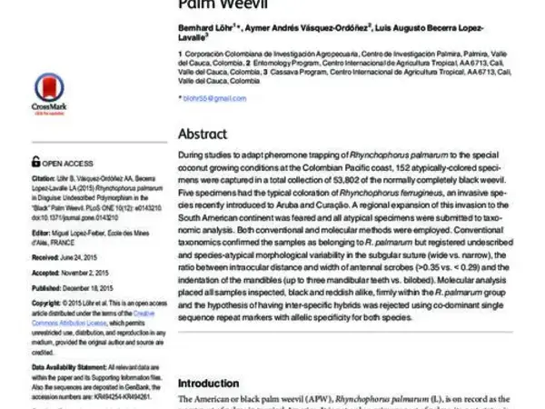 Rhynchophorus palmarum in Disguise: Undescribed Polymorphism in the “Black” Palm Weevil