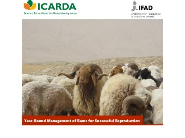 Year-round management of rams for successful reproduction 