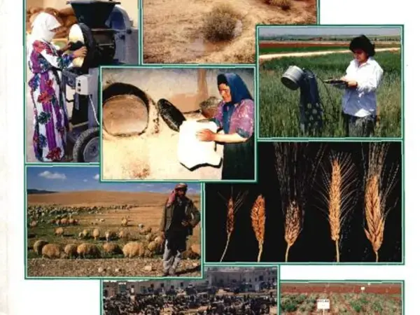ICARDA Annual Report 1995