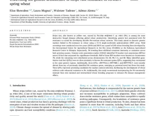 Unraveling the genetic architecture of stripe rust resistance in ICARDA spring wheat