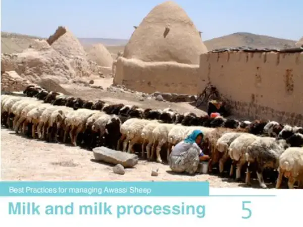 Best Practices for Managing Awassi Sheep 5-Milk and Milk Processing