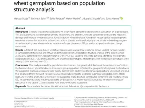 Unlocking the story of resistance to Zymoseptoria tritici in Tunisian old durum wheat germplasm based on population structure analysis