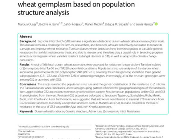 Unlocking the story of resistance to Zymoseptoria tritici in Tunisian old durum wheat germplasm based on population structure analysis