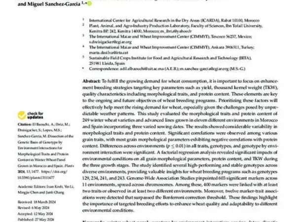 Dissection of the Genetic Basis of Genotype by Environment Interactions for Morphological Traits and Protein Content in Winter Wheat Panel Grown in Morocco and Spain
