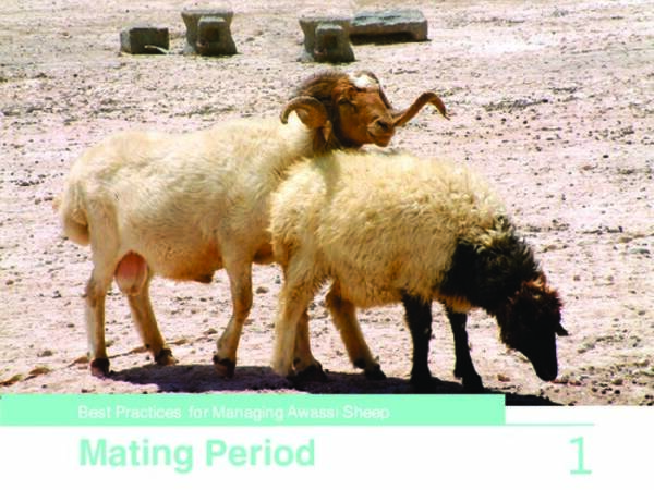 Best Practices for Managing Awassi Sheep 1-Mating Period
