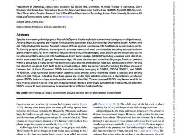 Conserved and Unique Putative Effectors Expressed in the Salivary Glands of Three Related Gall Midge Species