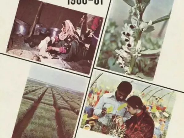 ICARDA Annual Report 1980-1981