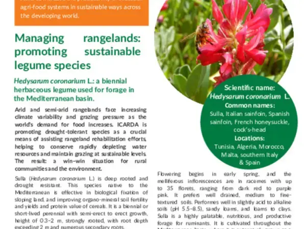 Managing rangelands: promoting sustainable legume species: Hedysarum coronarium L.: a biennial herbaceous legume used for forage in the Mediterranean basin