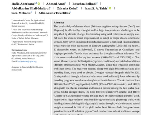Evaluation of durum wheat lines derived from interspecific crosses under drought and heat stress