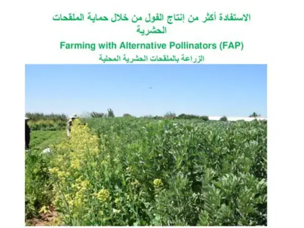 الإستفادة  أكثر من إنتاج الفول من خلال حماية الملقحات الحشرية