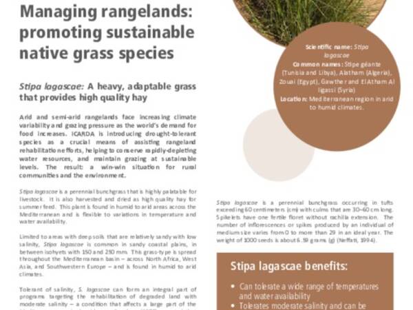 Managing rangelands: promoting sustainable native grass species: Stipa lagascae: A heavy, adaptable grass that provides high quality hay