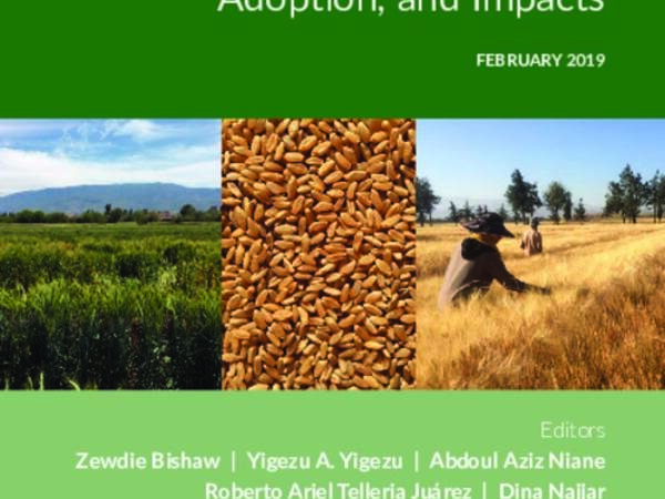 Political Economy of the Wheat Sector in Morocco: Seed Systems, Varietal Adoption, and Impacts