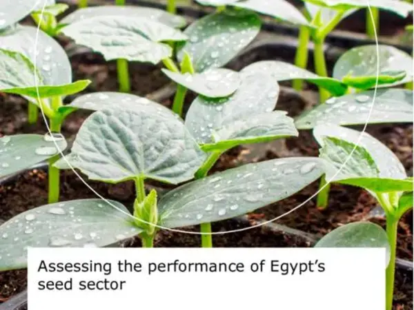 Assessing the Performance of Egypt's Seed Sector