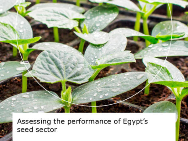 Assessing the Performance of Egypt's Seed Sector