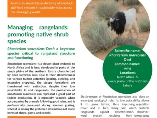 Managing rangelands: promoting native shrub species: Rhanterium suaveolens Desf: a keystone species critical to rangeland structure and functioning