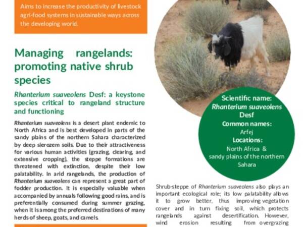 Managing rangelands: promoting native shrub species: Rhanterium suaveolens Desf: a keystone species critical to rangeland structure and functioning