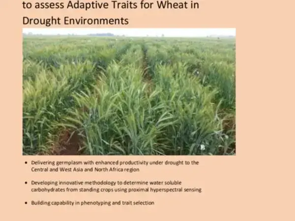 Reliable high-throughput Phenotyping Tools to assess Adaptive Traits for Wheat in  Drought Environments