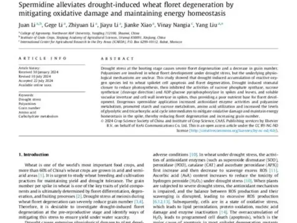 Spermidine alleviates drought-induced wheat floret degeneration by mitigating oxidative damage and maintaining energy homeostasis