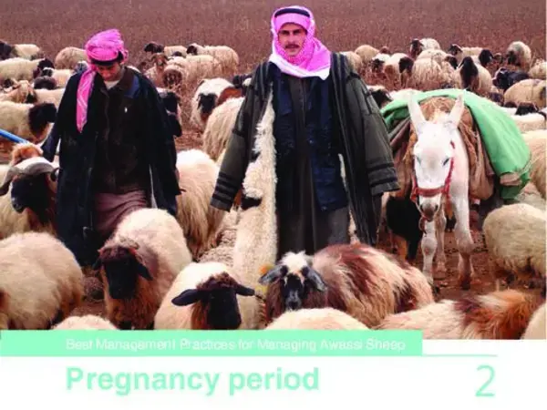 Best Practices for Managing Awassi Sheep 2-Pregnancy period
